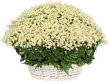 Цветочная композиция из Ромашки в корзине #REPLACE_PRED# Плесе